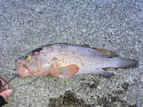 キジハタの釣果