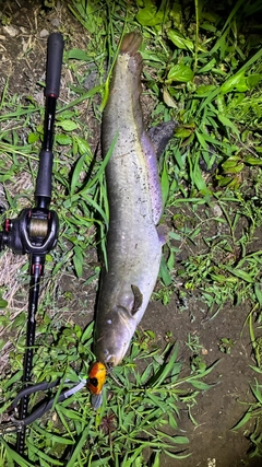 マナマズの釣果