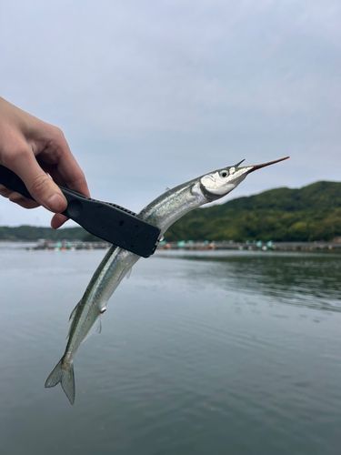 サヨリの釣果