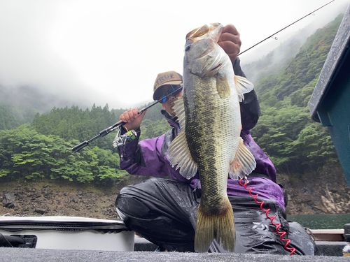 ブラックバスの釣果