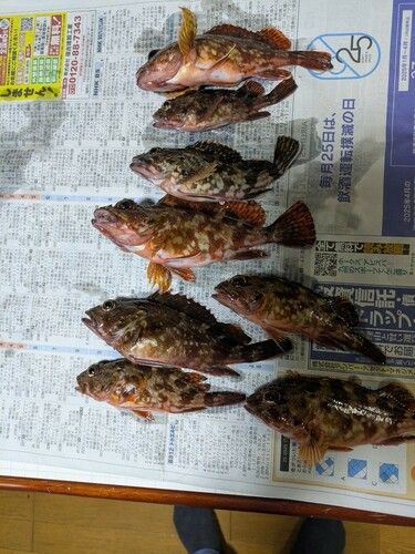 アラカブの釣果