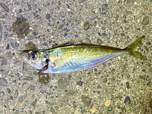 マアジの釣果