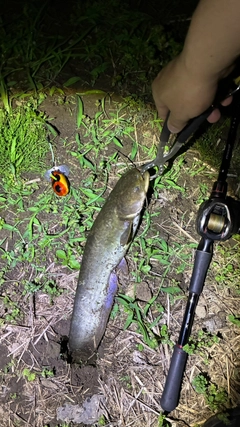 マナマズの釣果