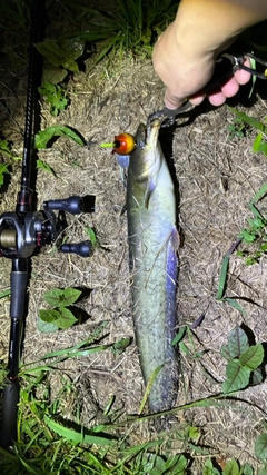 マナマズの釣果