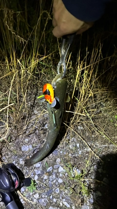 マナマズの釣果