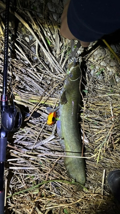 マナマズの釣果