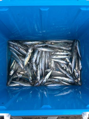 ゴマサバの釣果