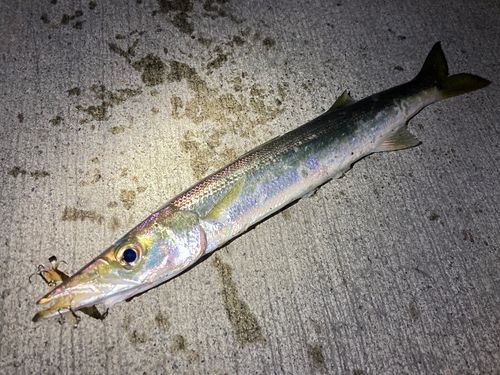 アカカマスの釣果
