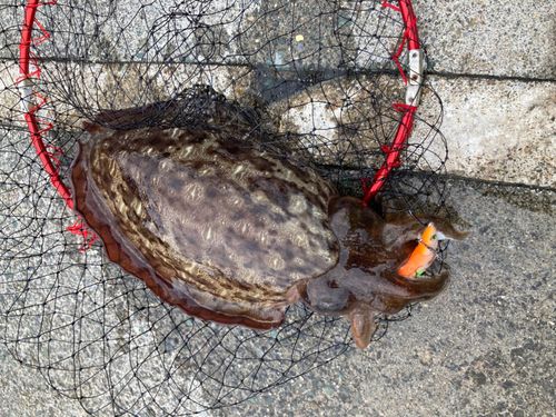 モンゴウイカの釣果