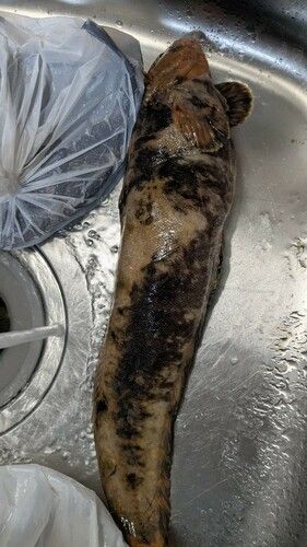 フサギンポの釣果