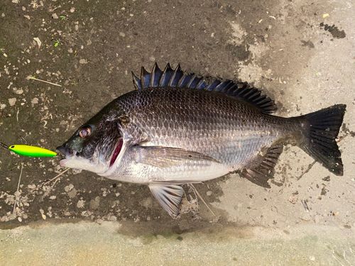 クロダイの釣果