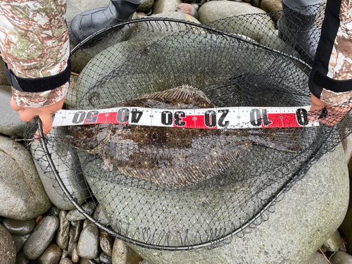 ヒラメの釣果