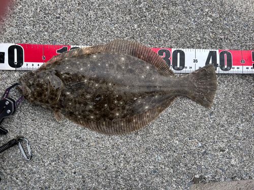 ヒラメの釣果
