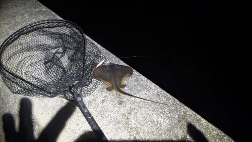 アカエイの釣果
