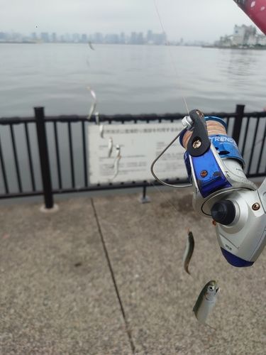 カタクチイワシの釣果