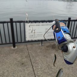 カタクチイワシ