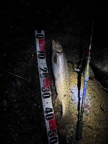 アメマスの釣果