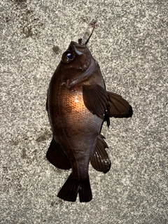 メバルの釣果