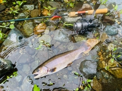イワナの釣果