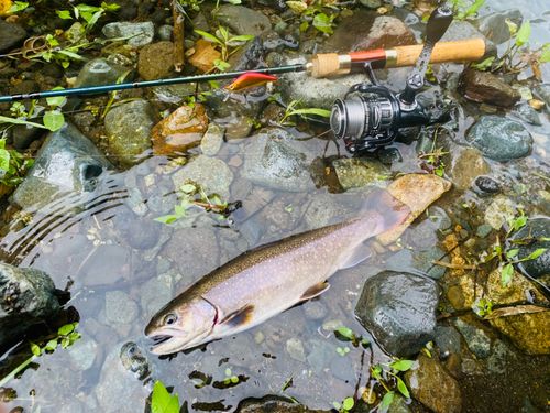 イワナの釣果