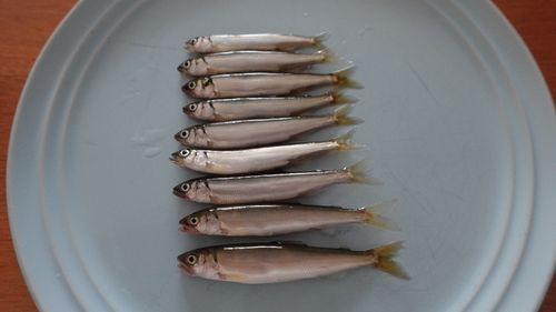 コアユの釣果