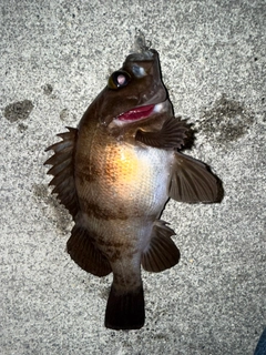 メバルの釣果