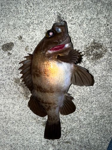 メバルの釣果