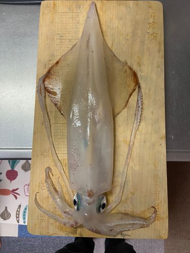 ケンサキイカの釣果
