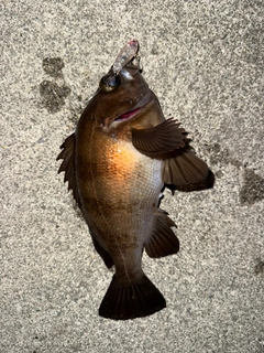 メバルの釣果