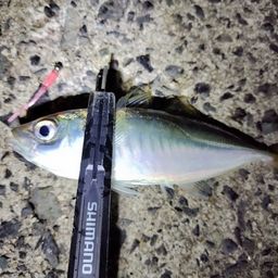 アジ