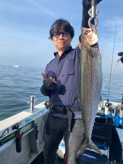 サゴシの釣果