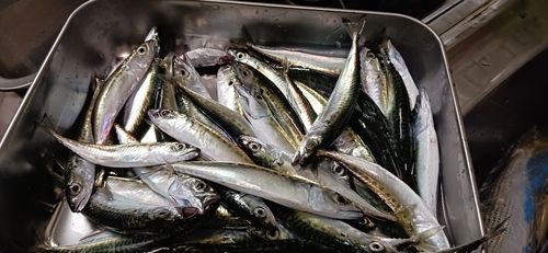 サバの釣果
