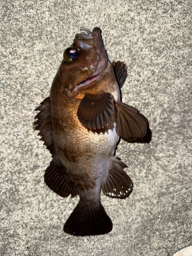 メバルの釣果