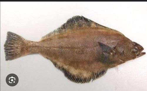 ソウハチの釣果