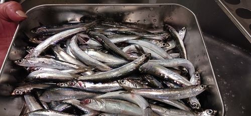 サバの釣果
