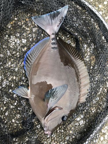 ニザダイの釣果
