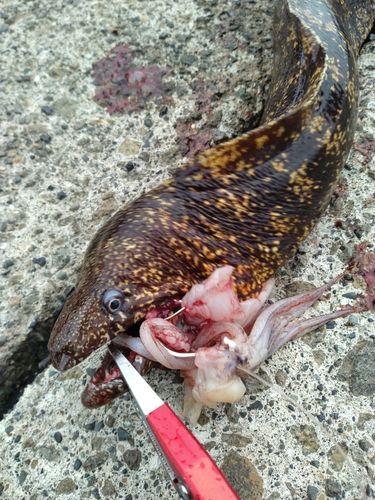 ウツボ