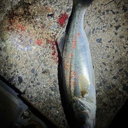 セイゴ（マルスズキ）