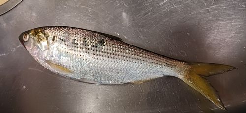 コノシロの釣果