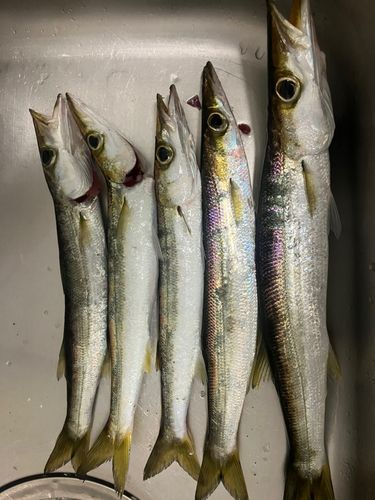 カマスの釣果