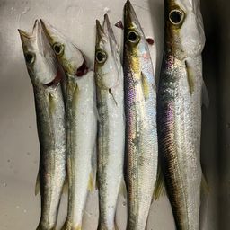 カマス