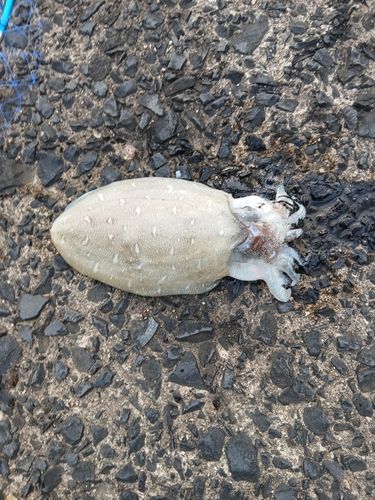 コウイカの釣果