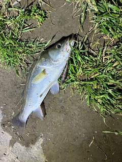 スズキの釣果