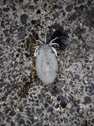 シリヤケイカの釣果