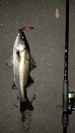 シーバスの釣果