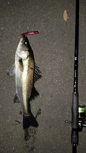 シーバスの釣果