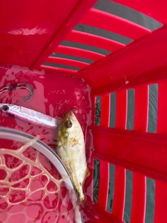 ショゴの釣果