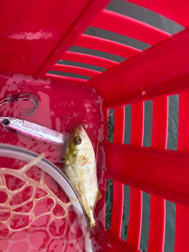 ショゴの釣果