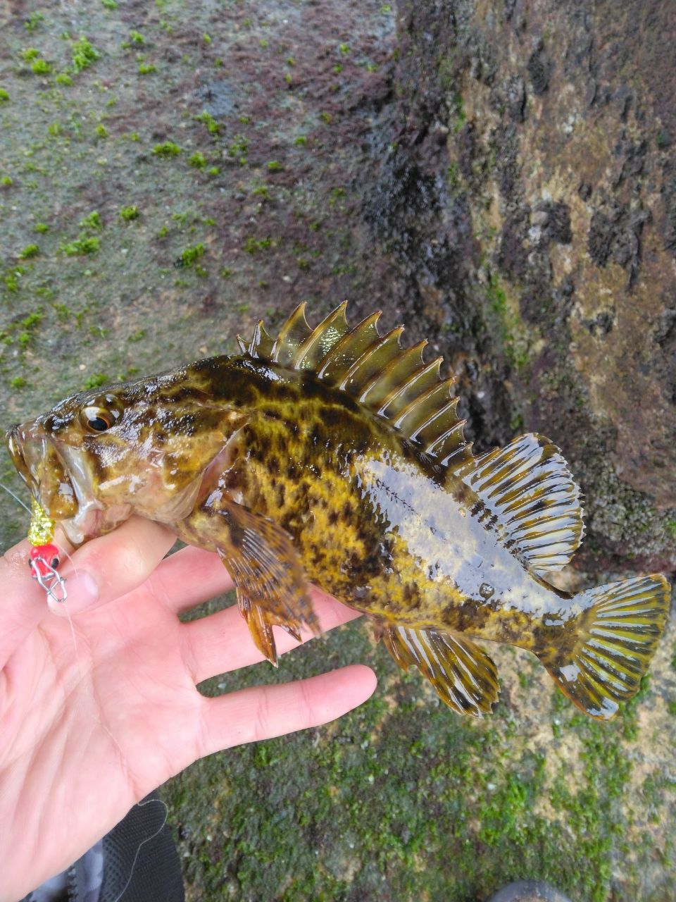 タケノコメバル