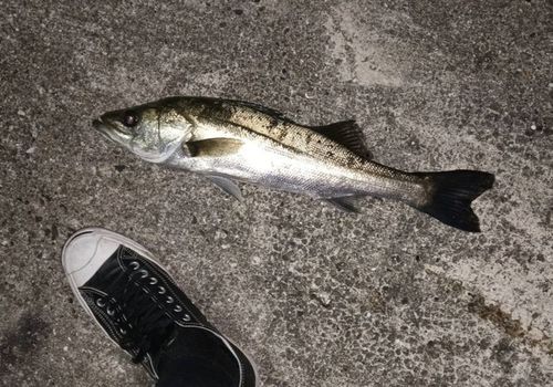 ハネ（マルスズキ）